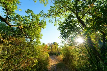 Heatwave in the Gulf of Larchant. Denecourt path 19 in  Fontainebleau Massif © hassan bensliman