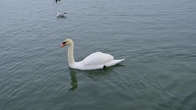 Mute swan (Cygnus olor), identifiable by its white plumage and orange bill with a characteristic black basal knob