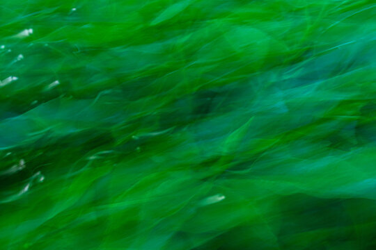 Abstract green anemone ICM blur with nature texture flow