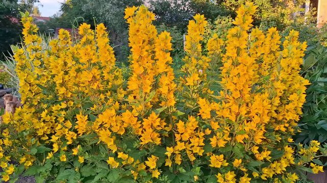 Bright yellow lysimachia punctata flowers blooming in summer in a lush, green backyard garden.