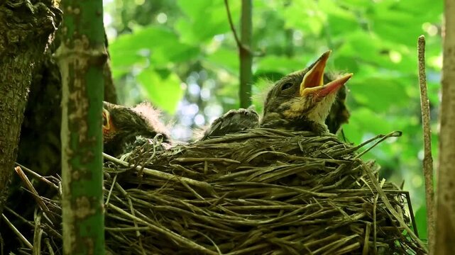 Thrushes chicks waiting with open beaks in nest. Newborn songbird nestlings sit together in a woven twig nest with wide open yellow mouths, expecting food from parents. 4K slow motion footage