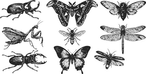 Collection of engraving vintage insects including beetles praying mantis butterflies dragonflies and bees during a detailed study © Ishtiaq