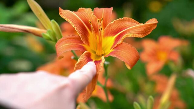 Close-up of a person's hand gently touching a vibrant orange daylily bloom in a garden setting. The flower's vivid colors create a striking contrast against the green background.
