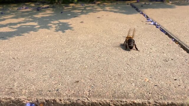 Honey bee walking on concrete pavement and fanning wings in close-up macro view