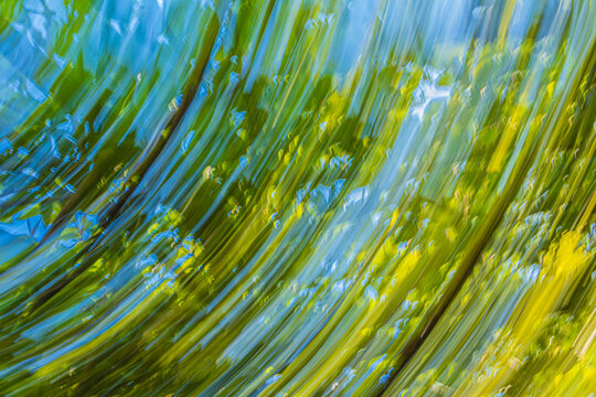 Abstract anemone ICM motion blur nature texture background