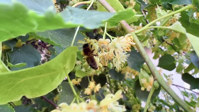 Bee collecting nectar on blooming linden tree flowers among green leaves in summer