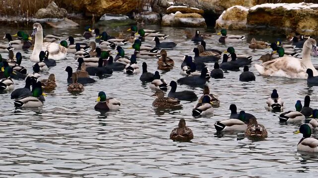 A flock of waterbirds forming a large mixed aggregation of mallards (Anas platyrhynchos)