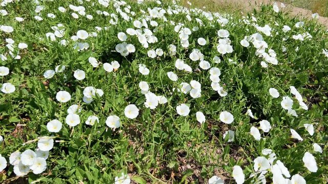 Field of white bindweed flowers blooming in green meadow on a sunny summer day