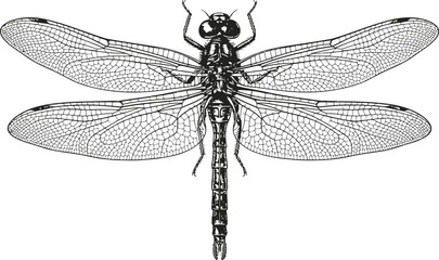 Intricate engraving vintage dragonfly illustration with detailed wings against a clean white background © Ishtiaq