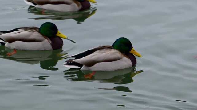 Mallards (Anas platyrhynchos), a widespread species of dabbling duck.