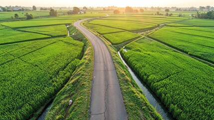 Naklejka premium Photorealistic aerial perspective of a quiet country road winding across flourishing rice fields