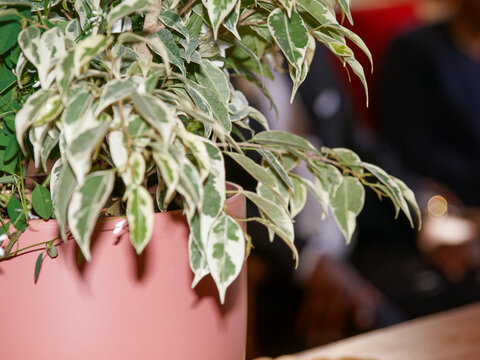 Figuier pleureur panach&eacute; en pot d&eacute;coratif lors d'une c&eacute;r&eacute;monie de mariage, d&eacute;tail de d&eacute;coration v&eacute;g&eacute;tale int&eacute;rieure