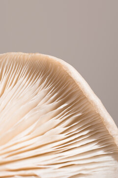 Close-up of Pleurotus ostreatus gills in soft light