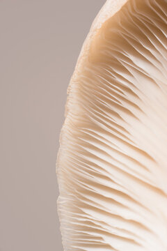 Macro detail of oyster mushroom gills, Pleurotus ostreatus
