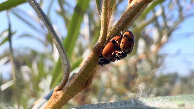 Two ladybugs mating on a plant stem in a close-up macro nature photograph