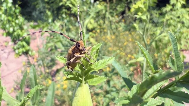 Longhorn beetle taking off in flight from green plant stem in natural summer meadow
