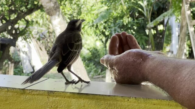 Chalk-browed mockingbird drinking water from human hand in Brazil