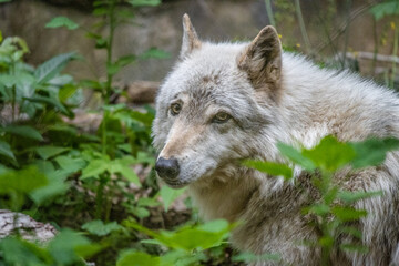 wolf © May