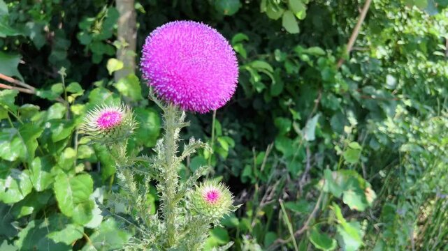 Blooming musk thistle Carduus nutans with vivid pink flower head growing among green foliage