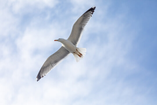 Seagull gliding with wings spread against blue sky