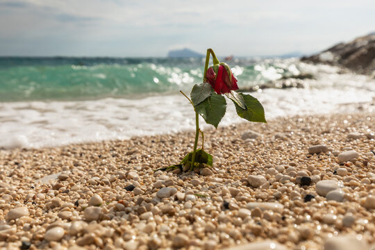 Wilted red rose on pebble beach with sea wave bokeh