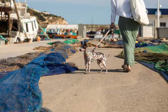 American Hairless Terrier walking on leash at harbor dock