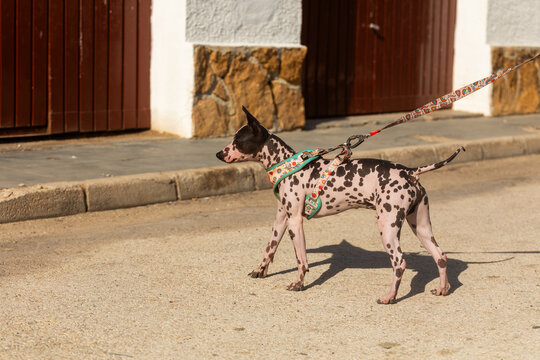 American Hairless Terrier walking on leash in street
