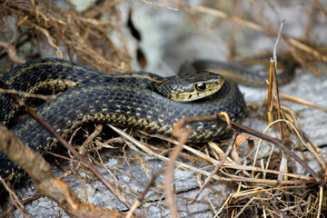 Obraz premium snake