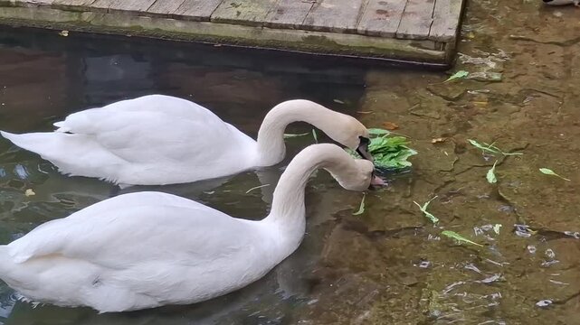 Swans and ducks feeding in a pond with green plants in sunny weather