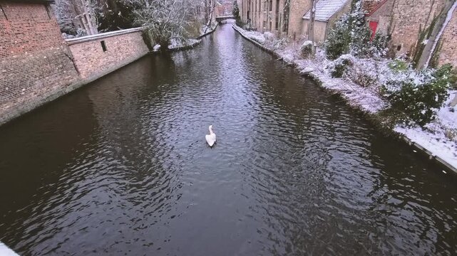 Horizontal 4K 120fps slow motion high angle video of a white swan swimming in a historic canal in Bruges, Belgium. Beautiful winter landscape with snow covered medieval buildings