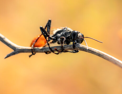 bug on a leaf