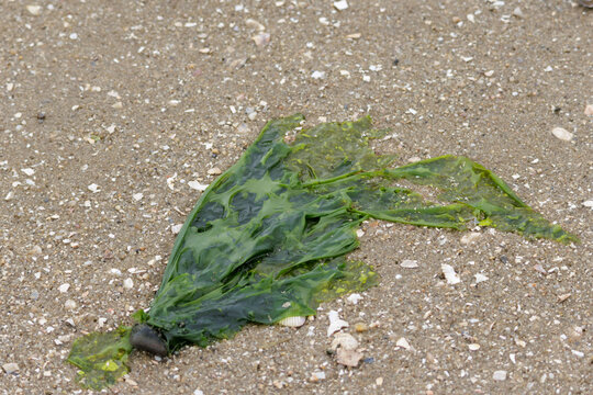 Green seaweed washed ashore on sandy beach