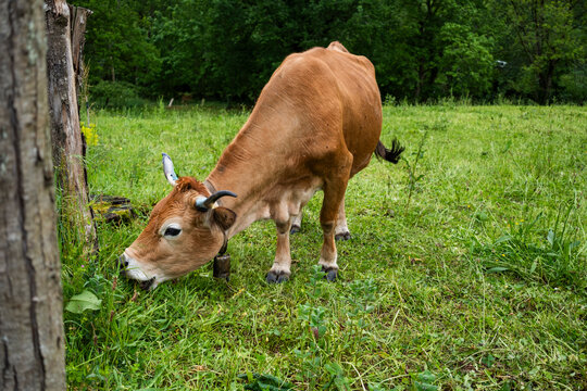 Grazing brown cow in green meadow in rural Asturias