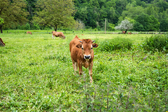 Cow grazing in lush pasture in rural Asturias, Spain