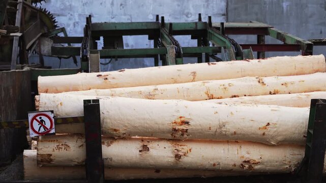 Logs moving on a sawmill conveyor belt during lumber production and wood processing at a timber mill, highlighting deforestation