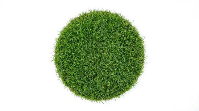 A close-up view of lush green grass growing in a circular patch.