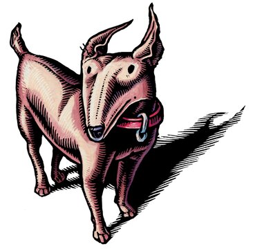 yellow or brown dog with pointy ears and a short tail