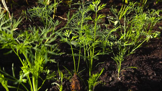 Rows of fresh dill seedlings sprouting from fertile black soil in a home vegetable garden, with delicate green leaves basking in the warm sunlight of a summer day, highlighting organic farming