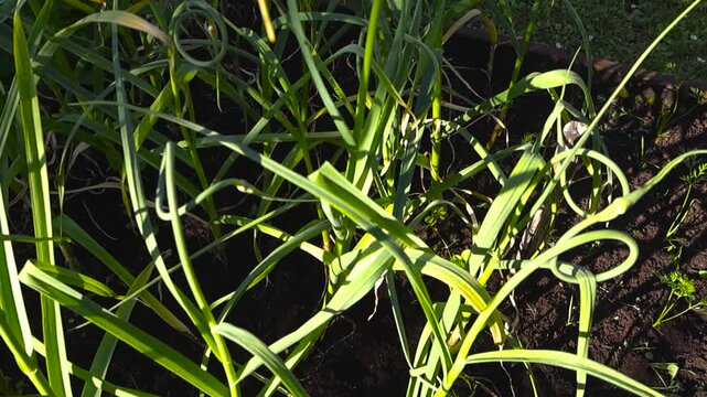 Young garlic plants with curling scapes growing from rich, dark soil in a sunlit kitchen garden bed, showcasing organic farming and homegrown vegetable cultivation in early spring