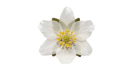 Obraz premium A single white wood anemone flower with yellow stamens isolated on a white background, macro of a delicate spring forest plant