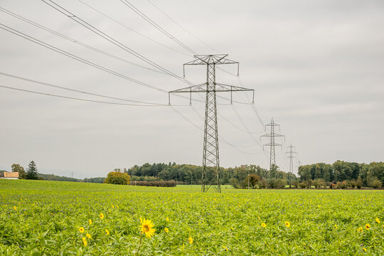 Power lines over sunflower field in rural landscape
