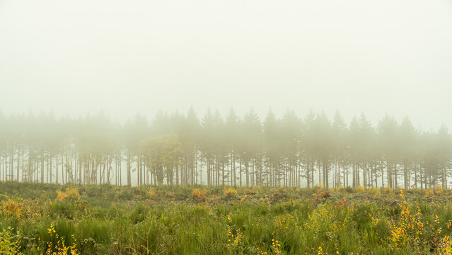 Misty pine forest edge with meadow and soft light