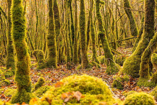 Moss-covered trees in misty forest with autumn leaves
