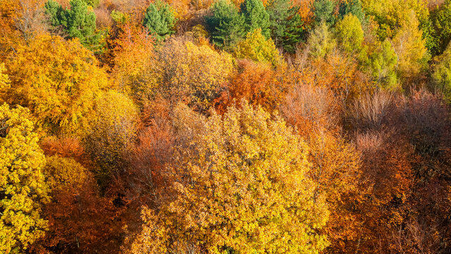 Autumn forest canopy with golden foliage and green pine