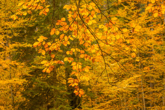 Autumn beech branch with golden leaves in forest bokeh