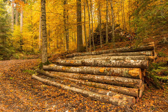Autumn forest logging site with stacked timber and trail