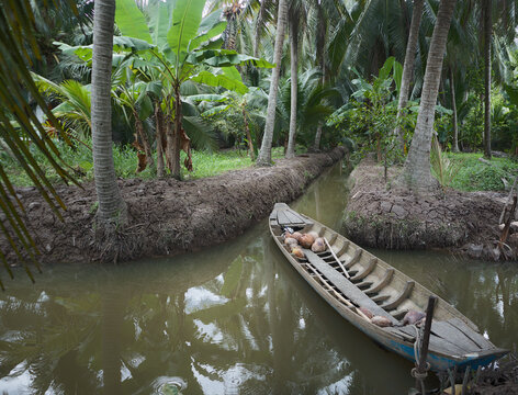 Wooden Boat Loaded with Coconuts in a Tropical Coconut Garden Canal, Ben Tre, Vietnam