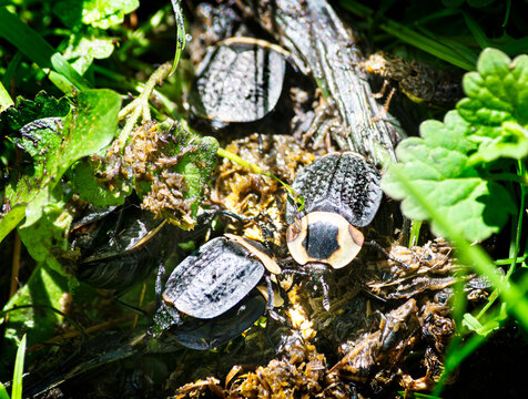 Carrion beetles, Necrophila americana, devouring vegetative detritus