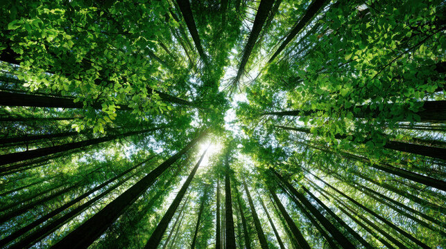 Vibrant green leaves and towering tree trunks stretch towards the sky, with bright sunlight filtering through a dense forest canopy.