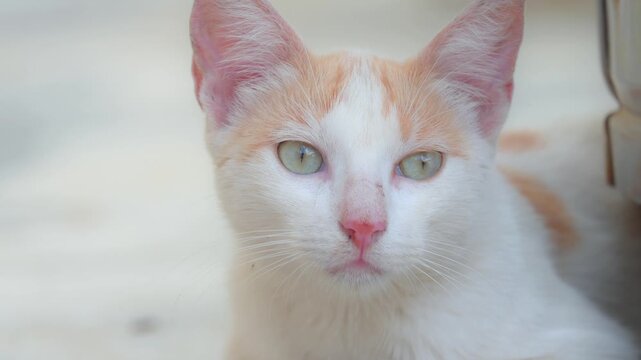 Retrato en primer plano de un hermoso gato blanco y naranja mirando a la c&aacute;mara